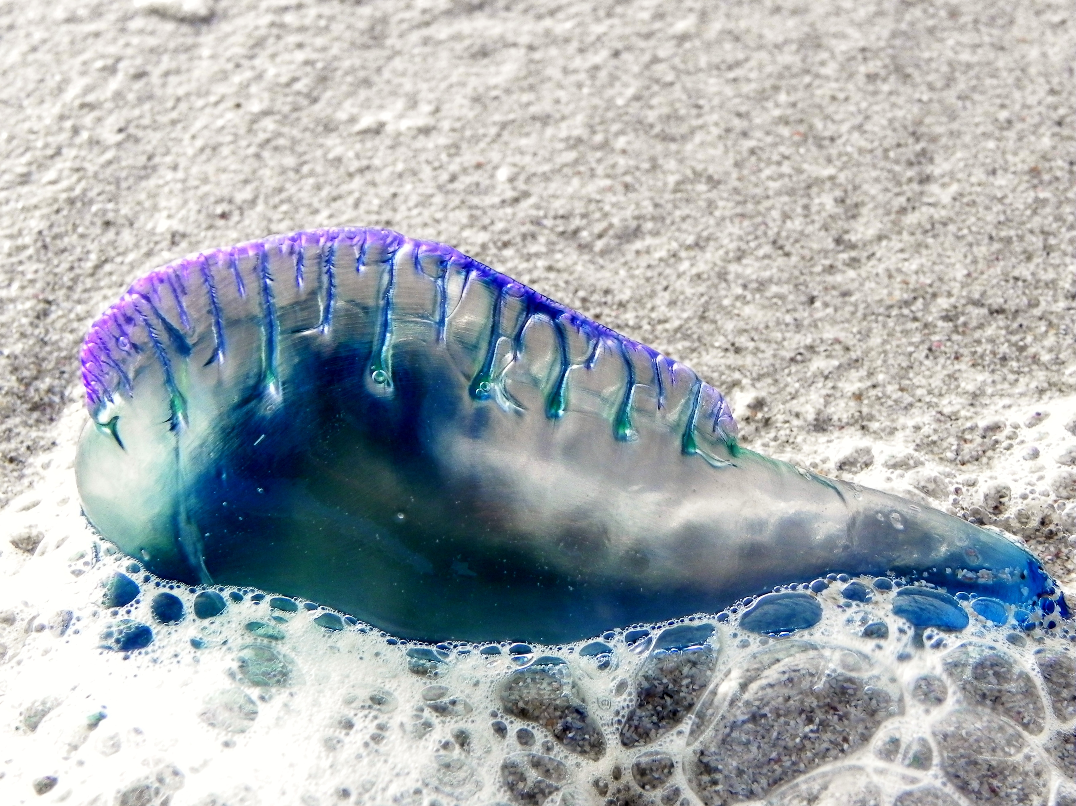 Man-of-War