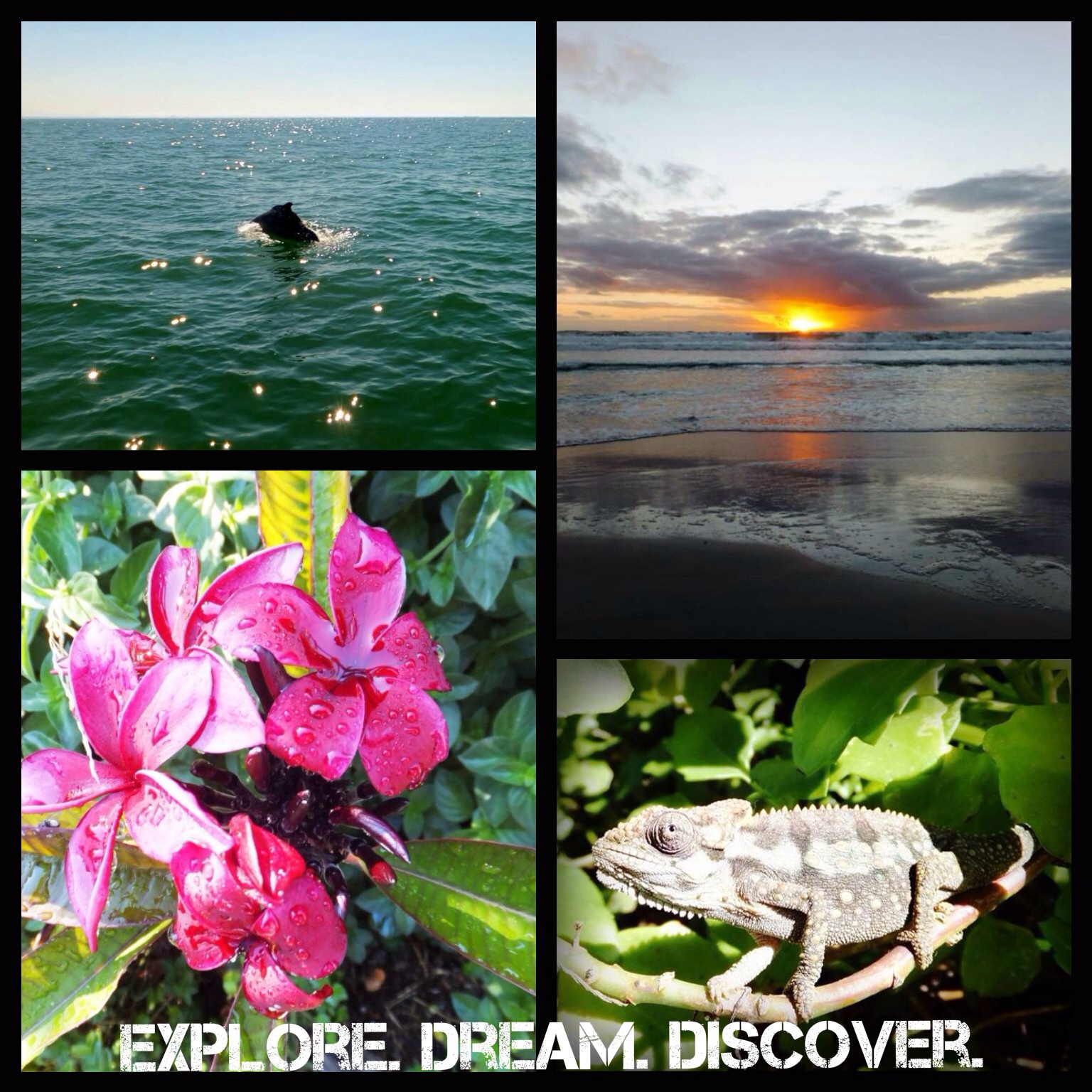 Explore. Dream. Discover.