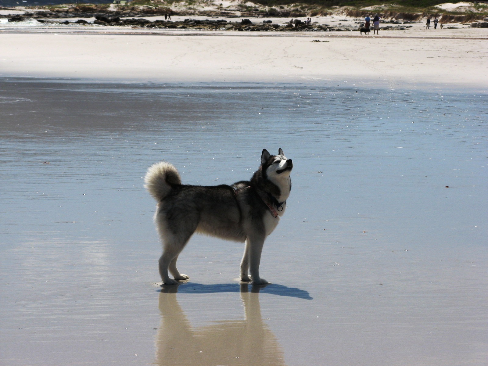 1. Picking up a scent